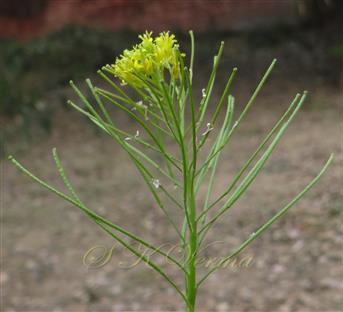  Inflorescence